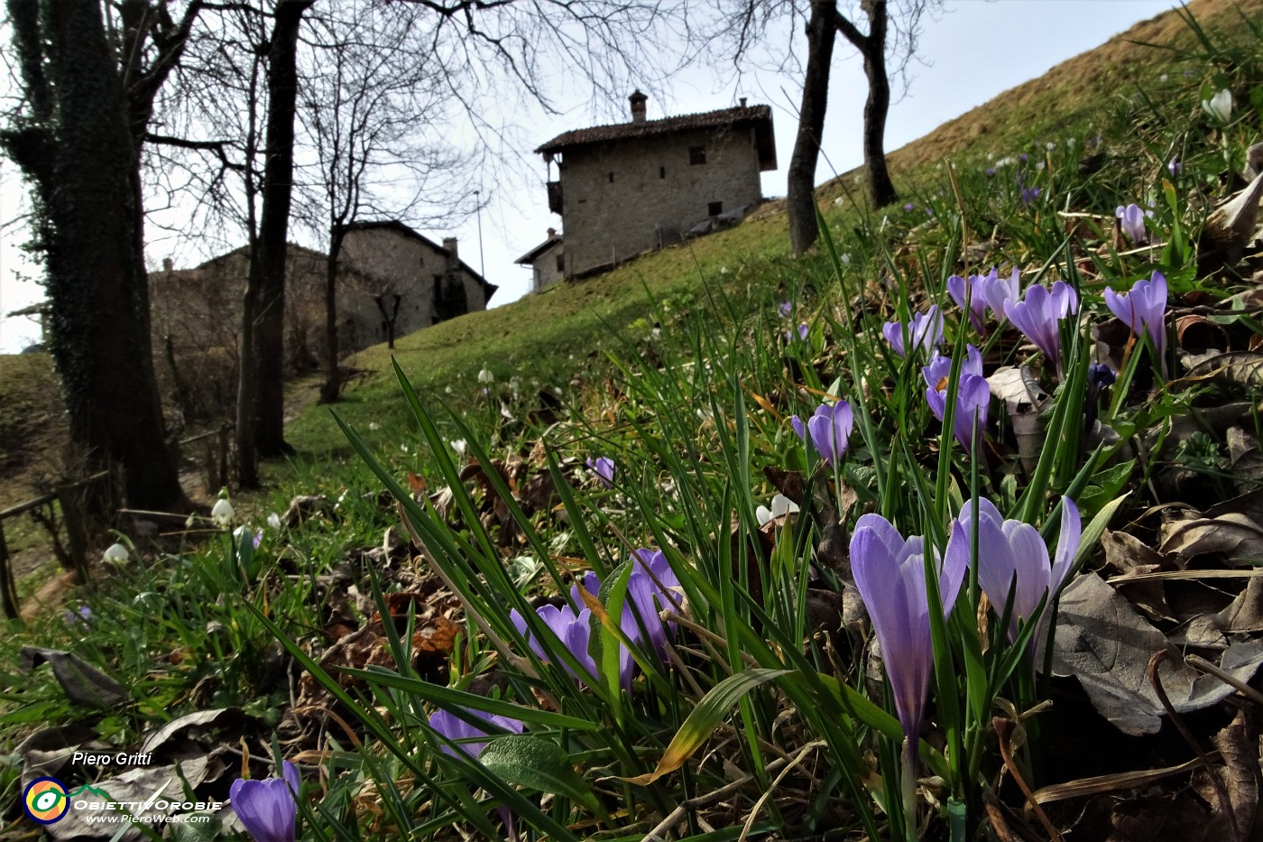 39 Fiori di Croco - Crocus vernus.JPG